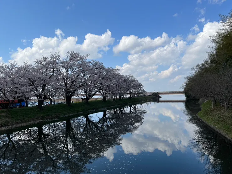 青い空と桜並木と川の風景